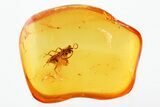 Detailed Fossil Ichneumon Wasp (Ichneumonidae) In Baltic Amber #307304-1